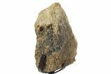Dinosaur (Triceratops) Frill Shield Edge w/ Stand - South Dakota #378565-2